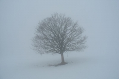 DSCN6006